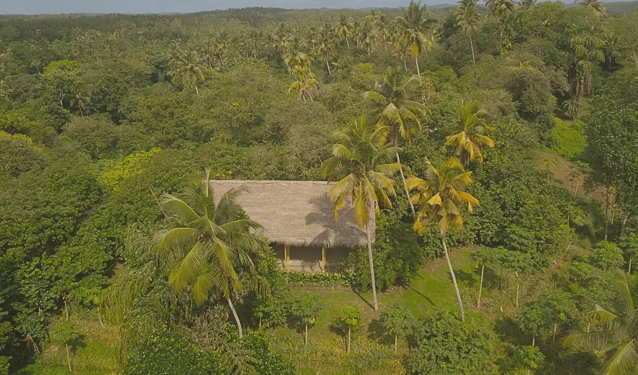 An aerial view of the thatched shala at Senses, surrounded by dense palm and fruit trees