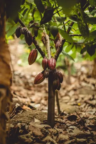A cacao tree heavy with pods in the hills of Matale, Sri Lanka